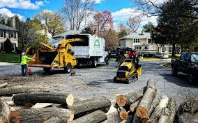  Maynardville, TN Tree Removal Pros