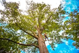 How Our Tree Care Process Works  in  Maynardville, TN