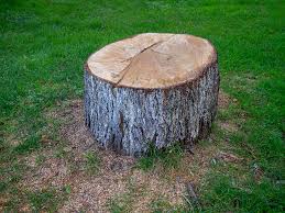 Best Tree and Shrub Care  in Maynardville, TN