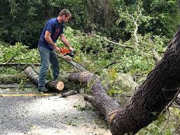 Best Palm Tree Trimming  in Maynardville, TN