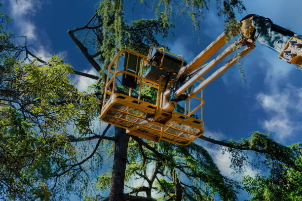 Best Firewood Processing and Delivery  in Maynardville, TN