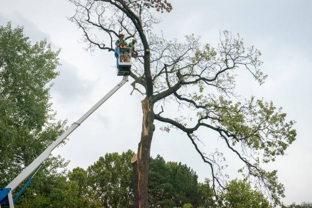 Best Utility Line Clearance  in Maynardville, TN