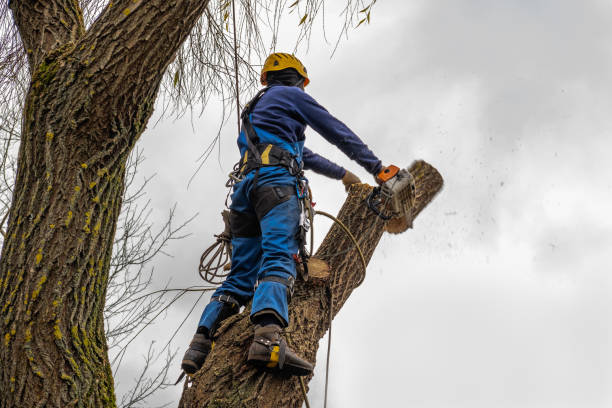 Best Emergency Tree Removal  in Maynardville, TN