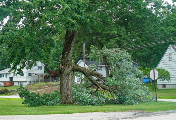 Best Storm Damage Tree Cleanup  in Maynardville, TN