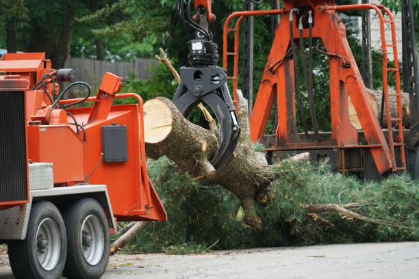 Trusted Maynardville, TN Tree Removal Experts